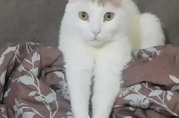 Кошки потеряшки, Курган, фото: Потеряшка кошка, ул. Гоголя 76, Курган