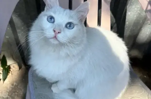 Кошки потеряшки, Ростов-на-Дону, фото: Потеряшка кошка, Межевая 123, Ростов-на-Дону