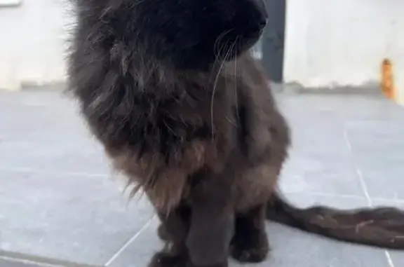 Кошка найдена: ул. Ткачей, 12, Кострома