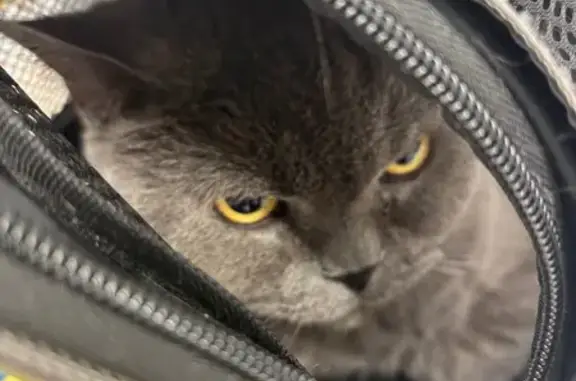 Найдена кошка, Москва, фото: Серый британец найден: 1-я Напрудная, Москва