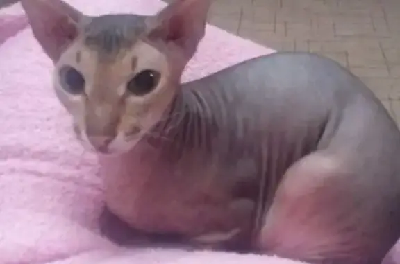 Пропала кошка, ул. Б. Хмельницкого, Черногорск