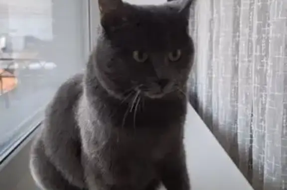 Кошки потеряшки, , фото: Потеряшка кошка, Совхозная ул., Толмачево