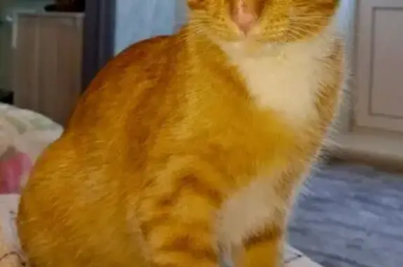 Найдена кошка, Оренбург, фото: Найден рыжий котёнок, пр. Победы, Оренбург