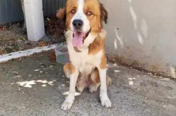 Собака найдена: ул. Лукьяненко, Краснодар