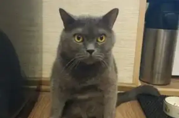 Пропал кот Леон, Оленегорск, Мурманская обл.