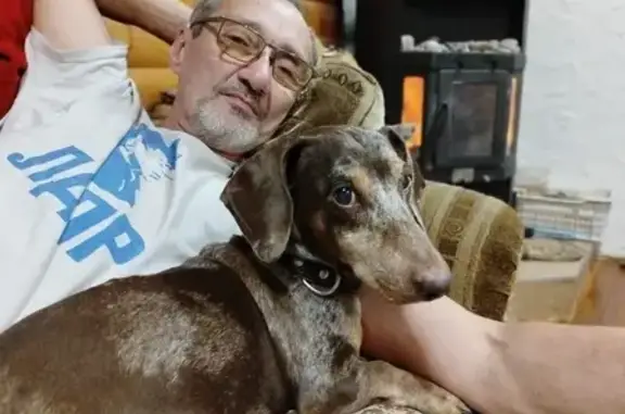 Собаки потеряшки, , фото: Потеряшка собака в Мирновском поселении