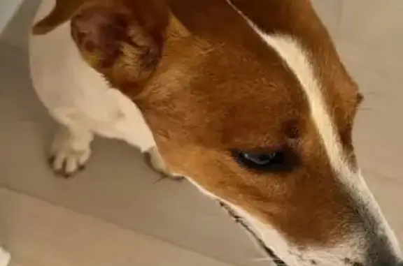 Найдена собака: пр. Славы 30, Копейск