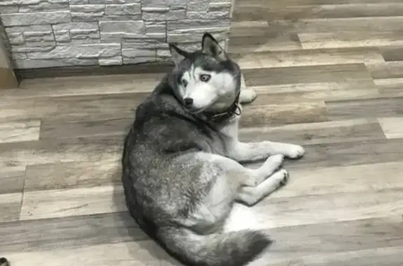 Хаски найдена, Выгонная 20, Краснодар