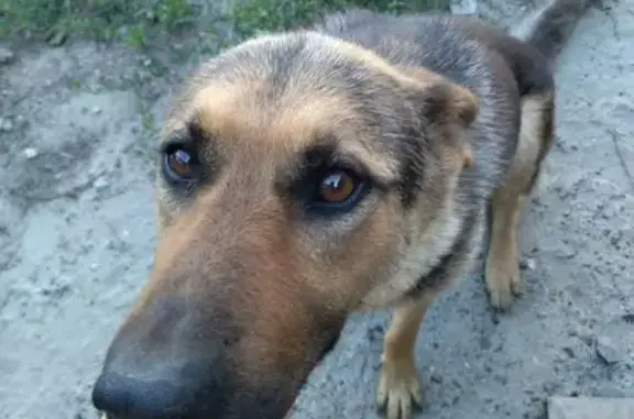 Собаки потеряшки, Ульяновск, фото: Потеряшка овчарка, Нагорная 16, Ульяновск