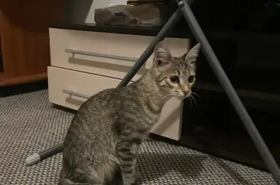 Найдена кошка, Екатеринбург, фото: Кошка найдена, ул. Умельцев, Екатеринбург