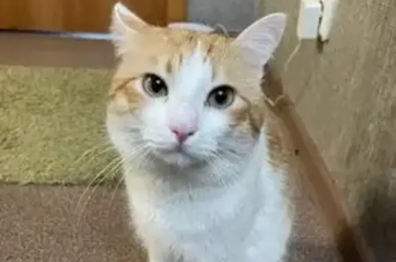 Пропала кошка, ул. 40 лет Победы, 35