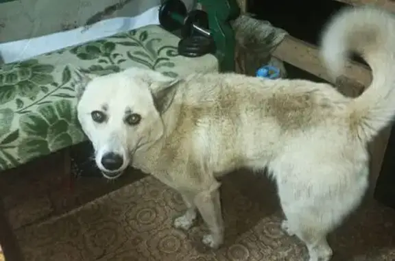 Найдена собака, Белгородская область, фото: Найдена собака в Головино, Белгородская обл.