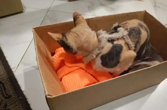 Найдена кошка, Никольская пл., 1Б, СПб