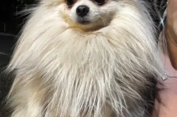 Найдена собака, Оренбург, фото: Шпиц найден: Мало-Мельничная 38, Оренбург