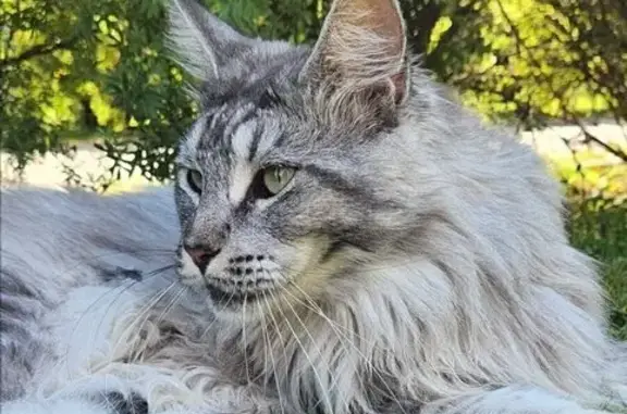 Кошки потеряшки, Московская область, фото: Потеряшка мейн-кун, МО