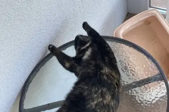 Кошки потеряшки, Рязанская область, фото: Потеряшка кошка, Дубровическое, Рязань