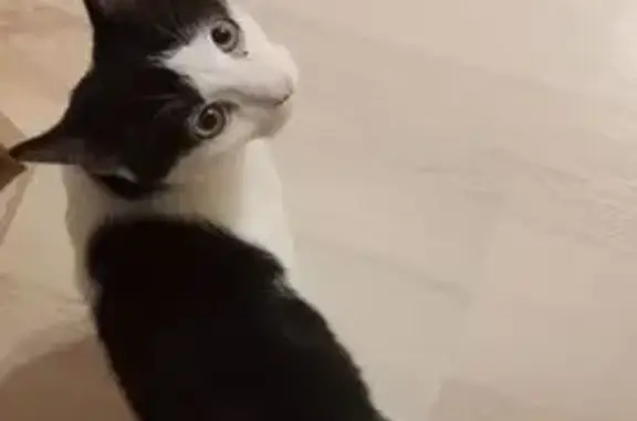 Найдена кошка, Саратов, фото: Найдена кошка, Огородная ул., Саратов