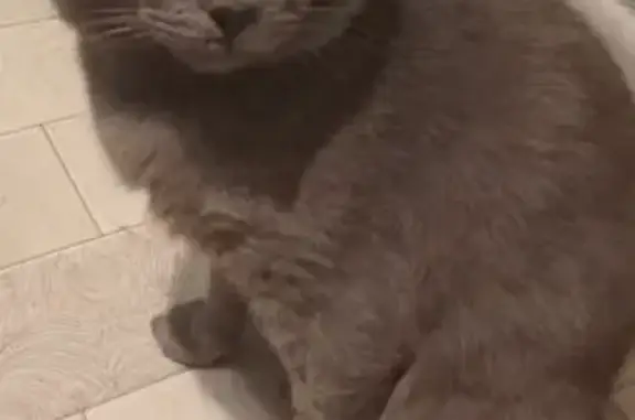 Пропал серый кот, Красная ул. 64, Устюг