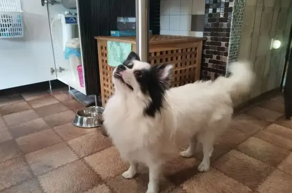 Собака найдена в парке Гастелло, Уфа