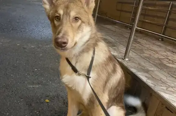 Собака найдена: Белинского 152/1, Екб