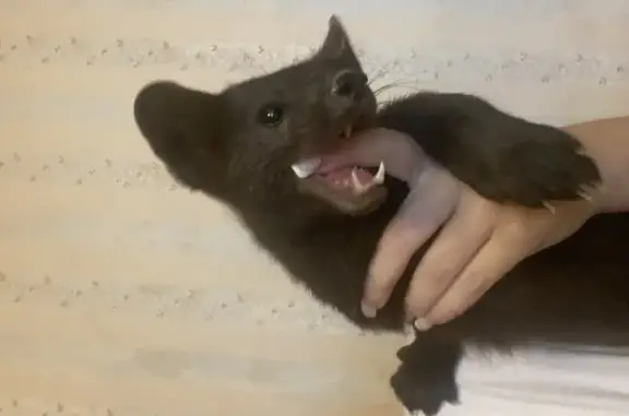 Объявления о пропавших и найденных животных, Узловая, фото: Пропал пугливый кот, ул. 7-го Съезда, 8