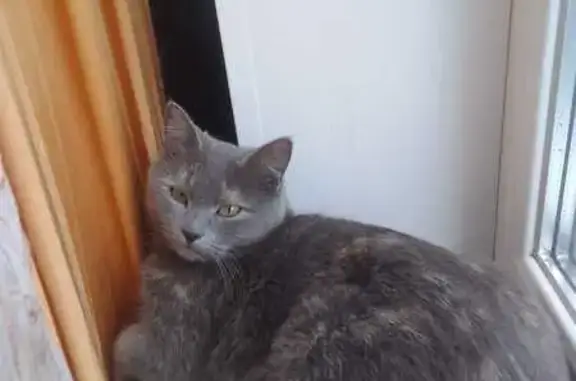 Кошки потеряшки, Елец, фото: Потеряшка кошка, ул. Черокманова, 25, Елец