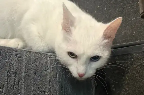 Найдена кошка, Уфа, фото: Кошка с разными глазами найдена, Уфа, Энтузиастов 7