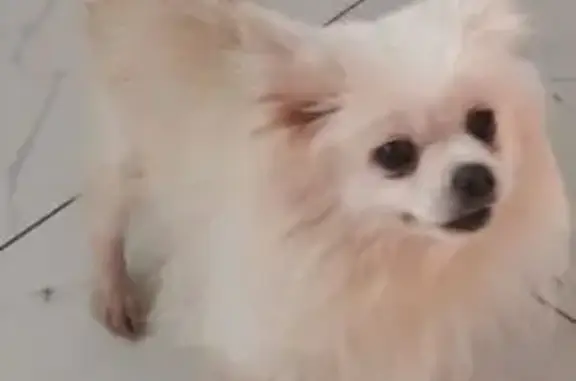 Найдена собака, 1-я Вольская ул, 12 к1