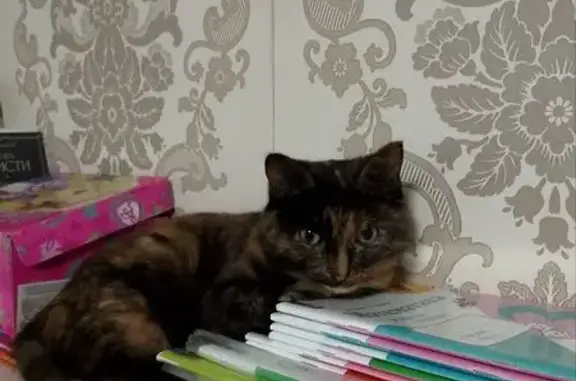 Кошки потеряшки, Сыктывкар, фото: Потеряшка кошка, Турист, Максаковские дачи