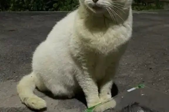 Найдена белая кошка, ул. Шухова, 9, Тула