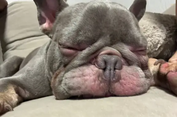 Собака найдена, Мирской проезд, Москва