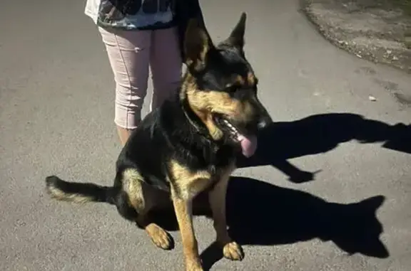 Найдена собака, Воронежская область, фото: Овчарка на ул. Дубровинской, Борисоглебск