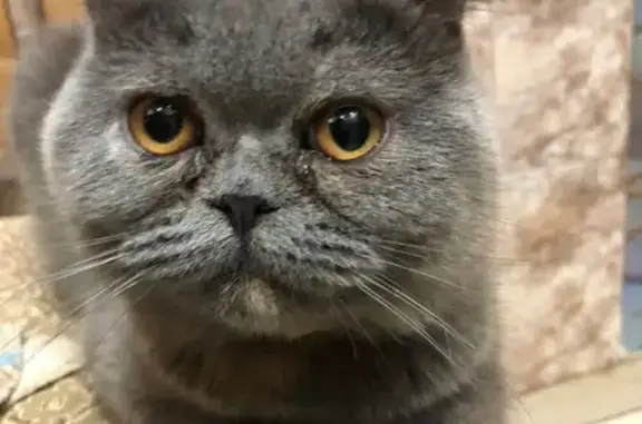 Кошки потеряшки, Ленинградская область, фото: Потеряшка кошка, Воскресенское, Ленобласть