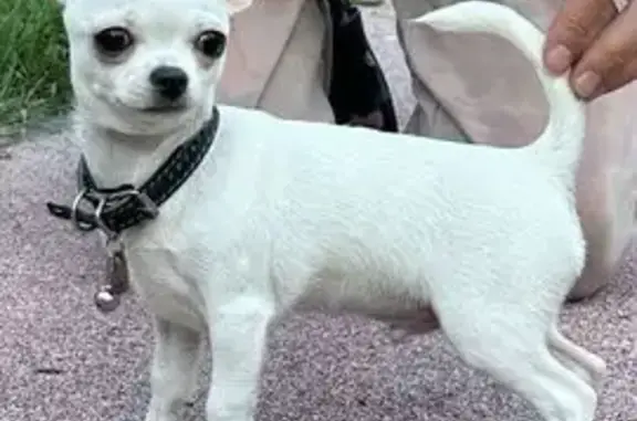 Собаки потеряшки, Москва, фото: Потеряшка собака, Кировоградская 4 к4, Москва