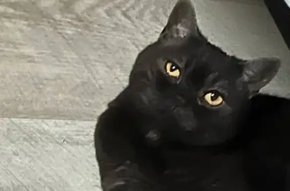 Кошки потеряшки, Ханты-Мансийск, фото: Потеряшка чёрная кошка, Объездная ул.