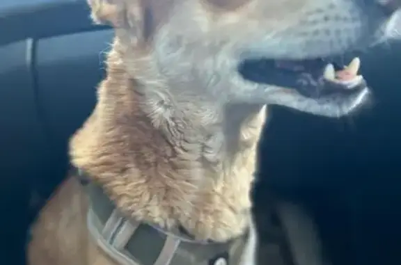 Собаки потеряшки, Любань, фото: Потеряшка собака, ул. Жени Масловой, Любань