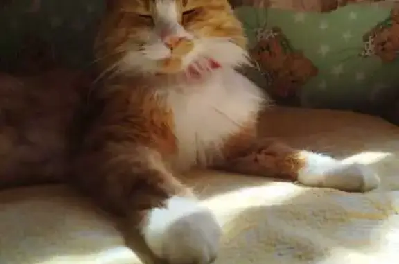 Кошки потеряшки, Санкт-Петербург, фото: Потеряшка кошка, пр. Художников, 34/12