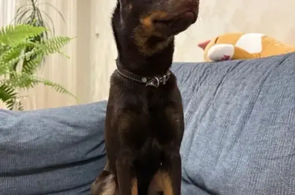 Собака найдена: ул. 50 лет ВЛКСМ, Ставрополь