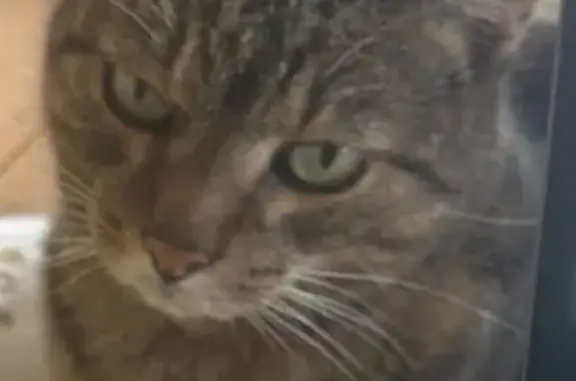 Кошки потеряшки, Парфентьево, фото: Потеряшка кошка, Школьная ул. 56, Парфентьево