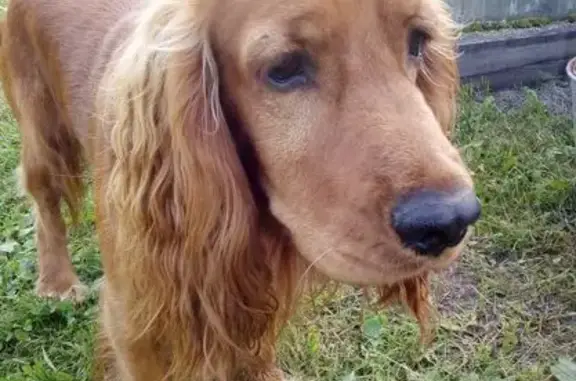 Собаки потеряшки, Ивановская область, фото: Потеряшка собака в с. Мугреевский, Евграфово