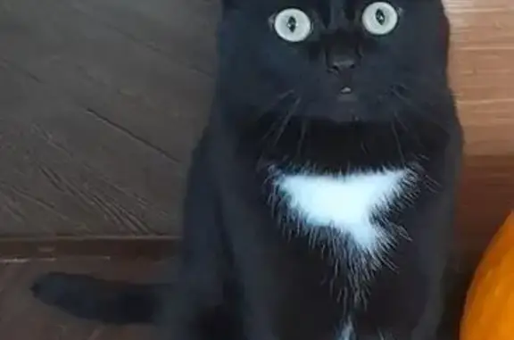 Кошки потеряшки, Тюмень, фото: Потеряшка кот на ул. Таёжная, Тюмень