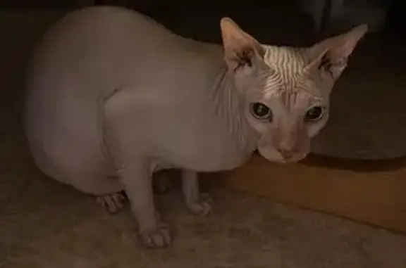 Найдена кошка, проезд Академика Павлова, Тула