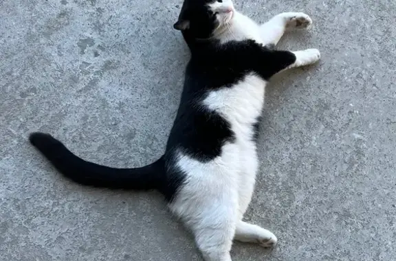 Пропала кошка, ул. Теплова, 16, Волгоград