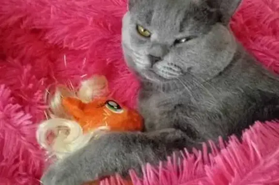 Кошки потеряшки, Елец, фото: Потеряшка кошка, ул. Костенко, Елец