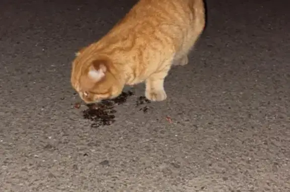 Найдена кошка на пр. Станке Димитрова, 67