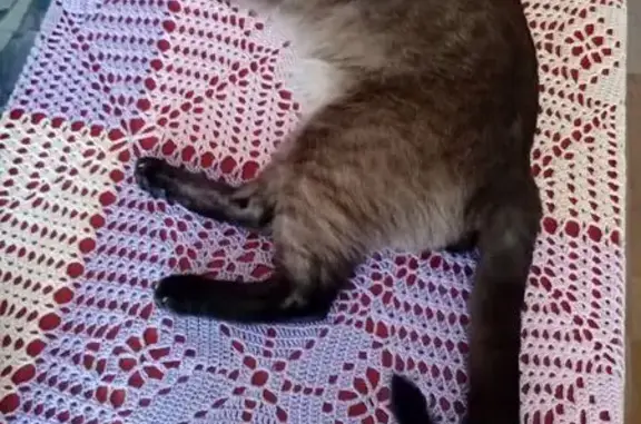 Кошки потеряшки, Вартемяги, фото: Потеряшка тайская кошка, Вартемяги, Сосновая 4