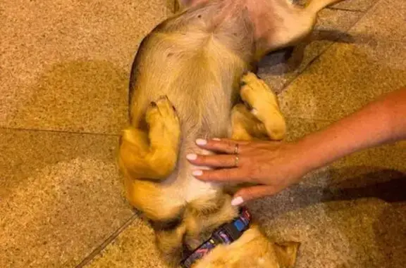 Собака найдена у Зимнего театра, Сочи