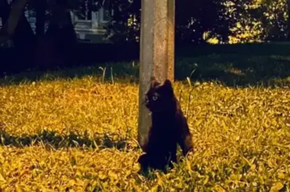 Найдена кошка на ул. Багрицкого, Москва