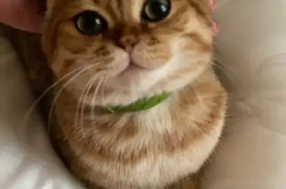 Кошки потеряшки, Сочи, фото: Потеряшка кошка, ул. Циолковского, Сочи