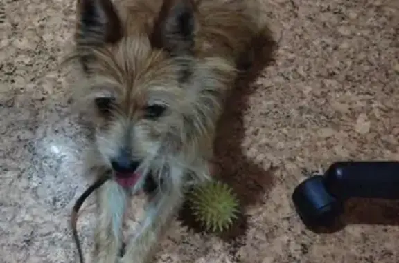 Саратов: найдена собака, Весенняя ул.